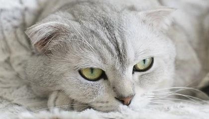 -西甲精彩逆转，专家从数据角度叙述战术调整成效，西甲球队vll