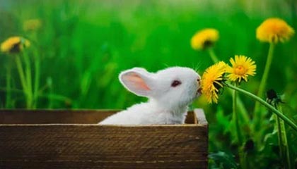 -西甲精彩逆转，专家从数据角度叙述战术调整成效，西甲球队vll